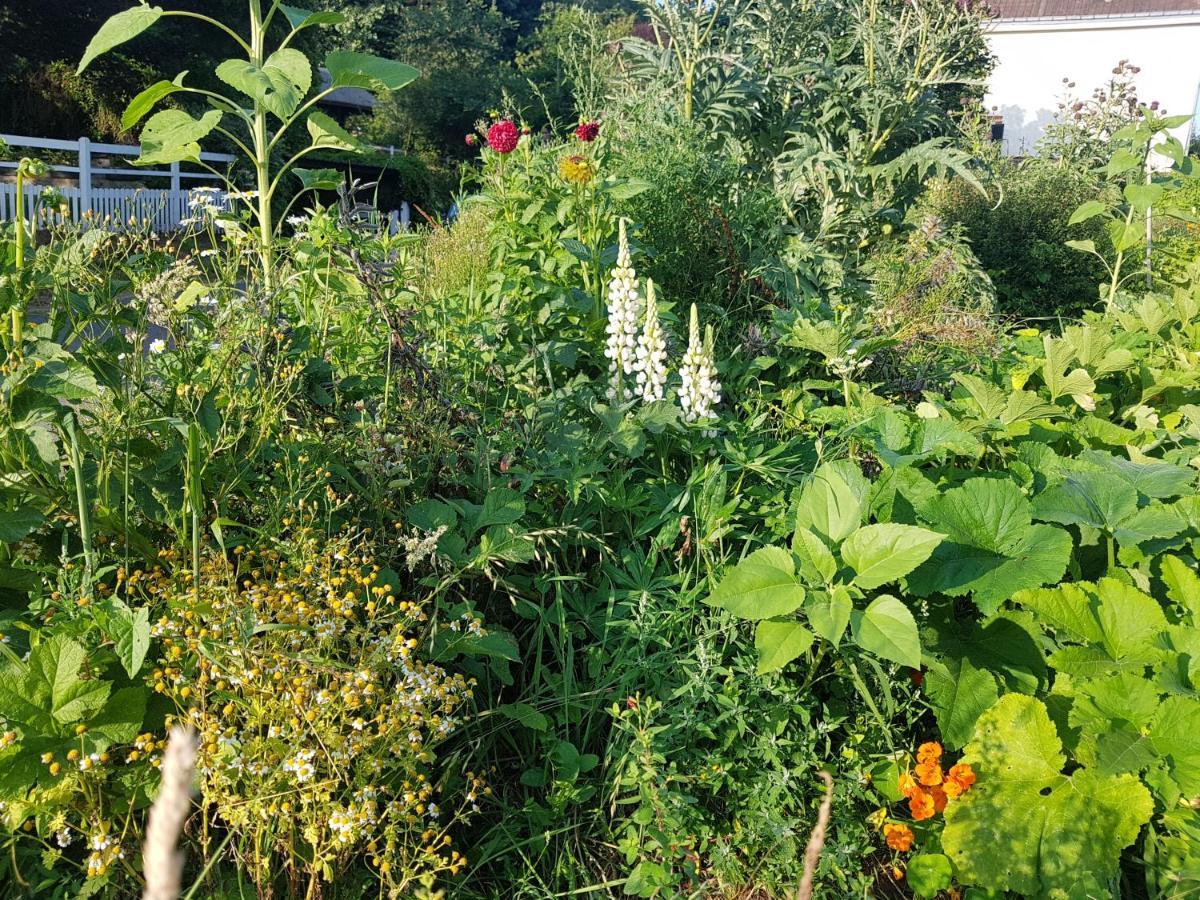 Les Lupins Bed & Breakfast Etretat Exterior photo